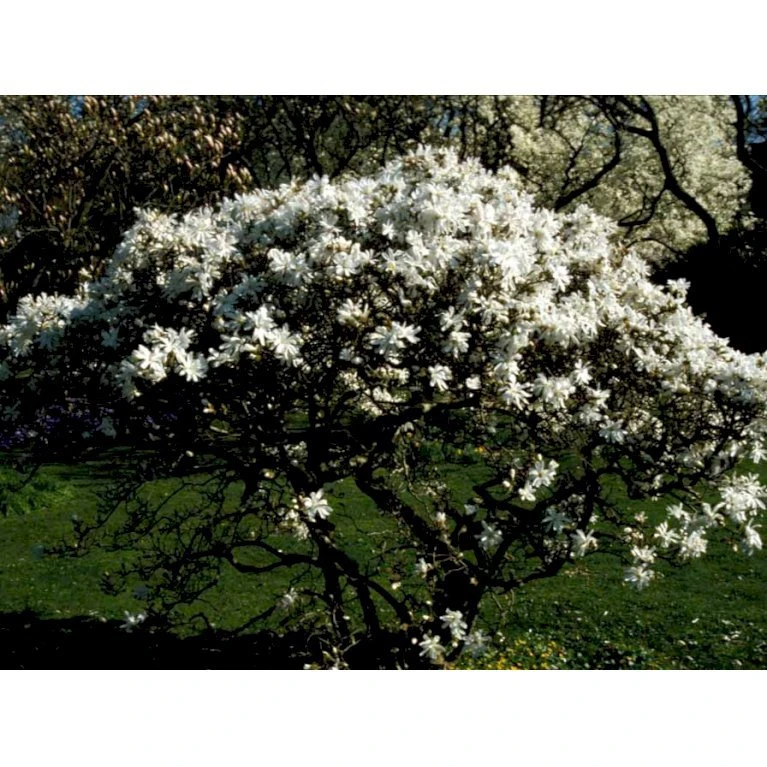Stjernemagnolie Magnolia Stellata Potte 2,0 Liter,- 40-60 Cm. - Billede 5
