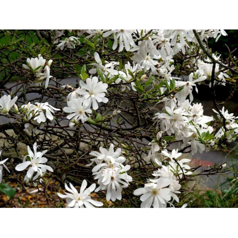 Stjernemagnolie Magnolia Stellata Potte 2,0 Liter,- 40-60 Cm. - Billede 6