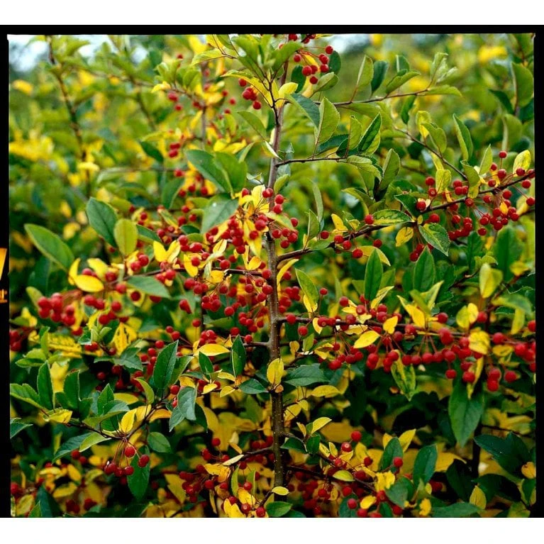 Sargentsæble Malus Sargentii Solitær Busk 150-200 Cm. - Med Klump - Billede 3