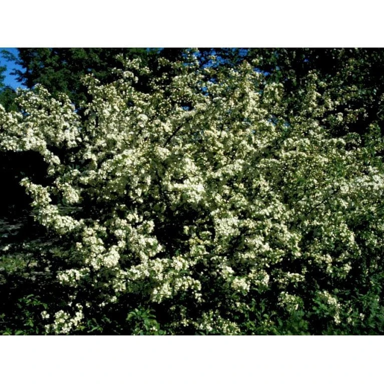 Sargentsæble Malus Sargentii Solitær Busk 150-200 Cm. - Med Klump
