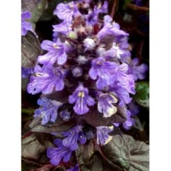 Krybende Læbeløs 'Braunherz' Ajuga Reptans 'Braunherz' 10 Cm. Potte