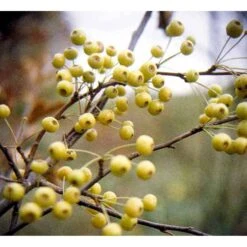 Japansk Paradisæble 'Brouwers Beauty' Malus Sieboldii 'Brouwers Beauty' Heister 175-200 Cm. Med Potte