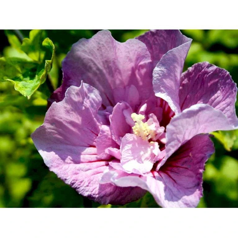Syrisk Rose 'Lavender Chiffon' (R) Hibiscus Syriacus 'Lavender Chiffon' (r) 5 Liter Potte - Billede 3