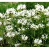 Hestemynte Monarda Hybrid 'Schneewittchen' 1 Liter Potte