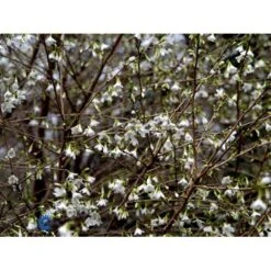 Fuji-kirsebær Prunus Incisa F. Yamadae Opstammet 50 Cm. 7,5 Liter Potte