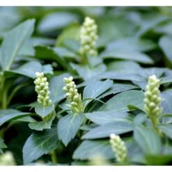 Vinterglans 'Green Carpet' Pachysandra Terminalis 'Green Carpet' 10 Cm. Potte