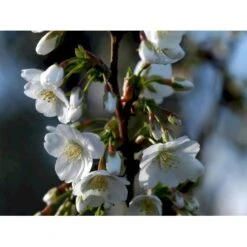 Prydkirsebær 'Umineko' Prunus Sachalinensis 'Umineko' Stammehøjde Ca. 180-200. + Krone,- Omkreds 14-16cm. Med Klump.