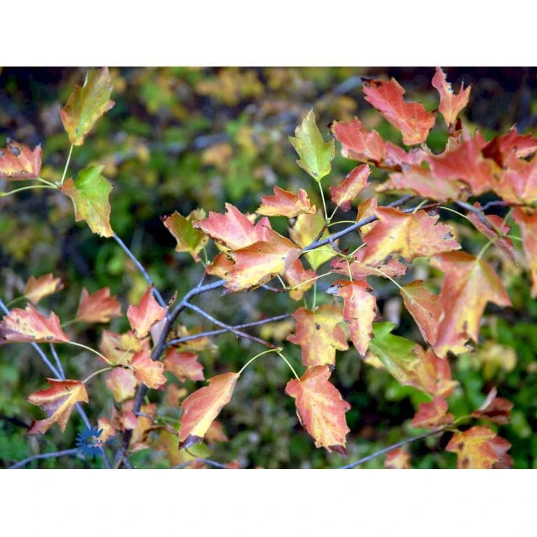 Tarmvridrøn Sorbus Torminalis Heister 175-200 Cm. Med Potte