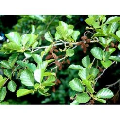 Rødel Alnus Glutinosa Heister 175-200 Cm. Med Potte