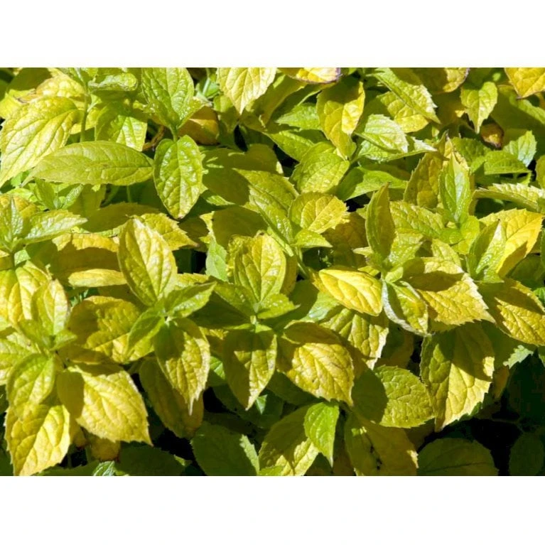 Uægte Jasmin 'Aureus' Philadelphus Caucasicus 'Aureus' 5 Liter Potte - Billede 7