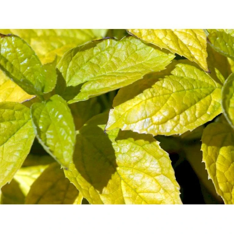 Uægte Jasmin 'Aureus' Philadelphus Caucasicus 'Aureus' 5 Liter Potte - Billede 6