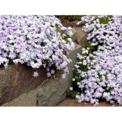 Lyngfloks 'Emerald Cushion Blue' Phlox Subulata 'Emerald Cushion Blue' 10 Cm. Potte