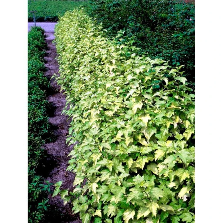 Blærespiræa 'Dart's Gold' Physocarpus Opulifolius 'Dart's Gold' Med Klump,- 100-120 Cm. - Billede 2