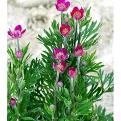 Anemone 'Rubra' Anemone Multifida 'Rubra' 1 Liter Potte