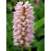 Slangeurt 'Superba' Persicaria Bistorta 'Superba' 1 Liter Potte