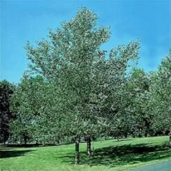 Sølvpoppel 'Nivea' Populus Alba 'Nivea' Potte 10 Liter 200-250 Cm.