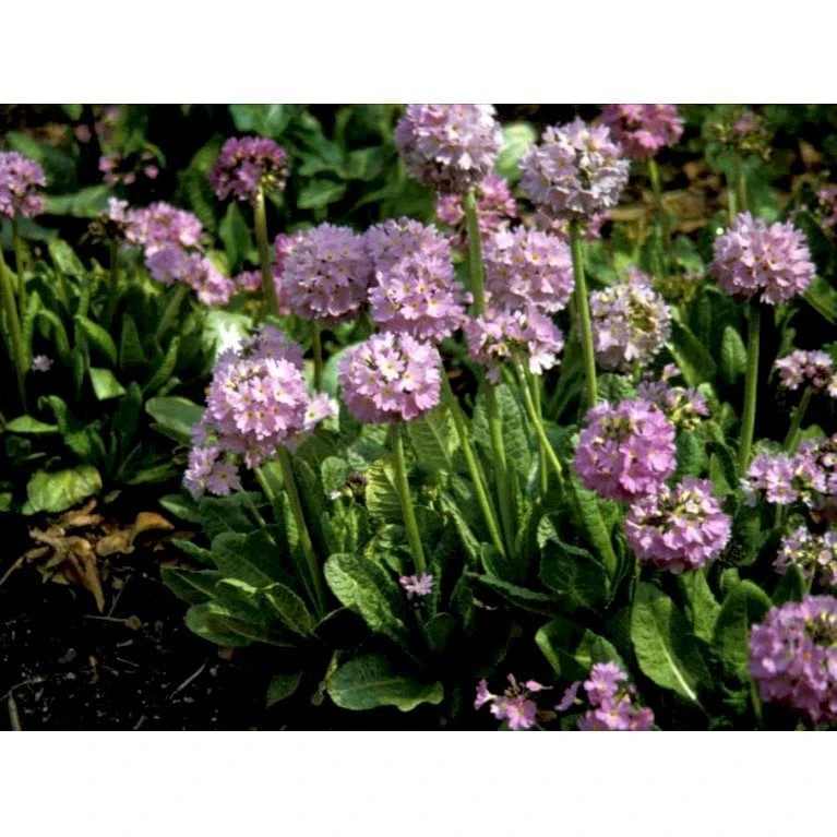 Kugleprimula Primula Denticulata 1 Liter Potte - Billede 5