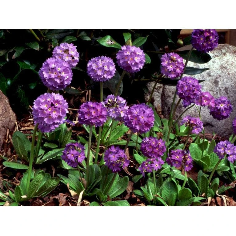 Kugleprimula Primula Denticulata 1 Liter Potte - Billede 3
