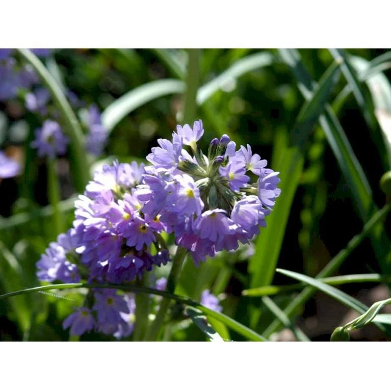 Kugleprimula Primula Denticulata 1 Liter Potte - Billede 4