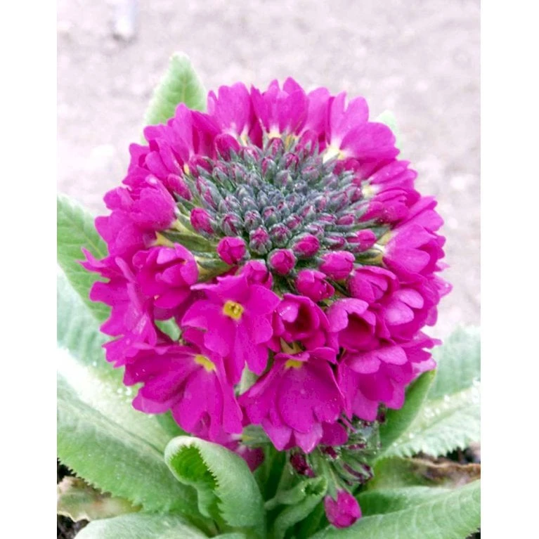 Kugleprimula Primula Denticulata 'Rubin' 1 Liter Potte - Billede 3