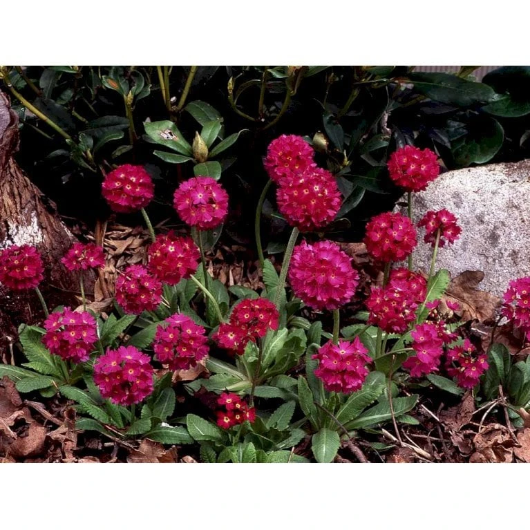 Kugleprimula Primula Denticulata 'Rubin' 1 Liter Potte - Billede 5