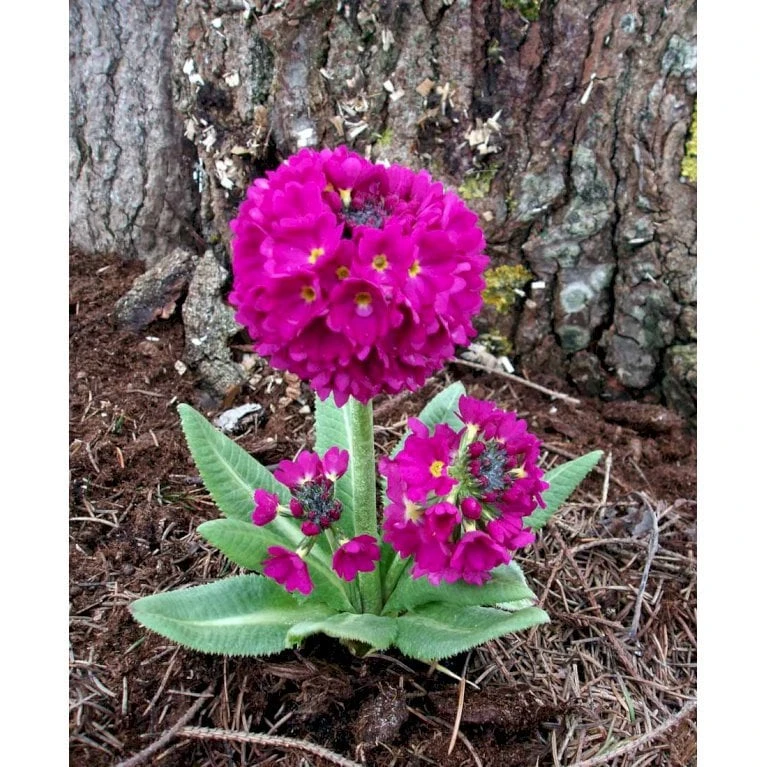 Kugleprimula Primula Denticulata 'Rubin' 1 Liter Potte - Billede 4