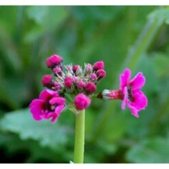 Etageprimula Primula Japonica 'miller'S Crimson' 1 Liter Potte