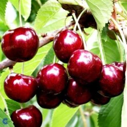 Sødkirsebær 'Skeena' - Selvbestøvende Prunus X 'Skeena' - Selvbestøvende 4-8 Grene, 130-170 Cm. 10 Liter Potte (Colt)