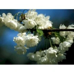 Fyldtblomstrende Fuglekirsebær 'Plena' Prunus Avium 'Plena' Alletræ, Stammeomkreds 18-20 Cm. Med Klump