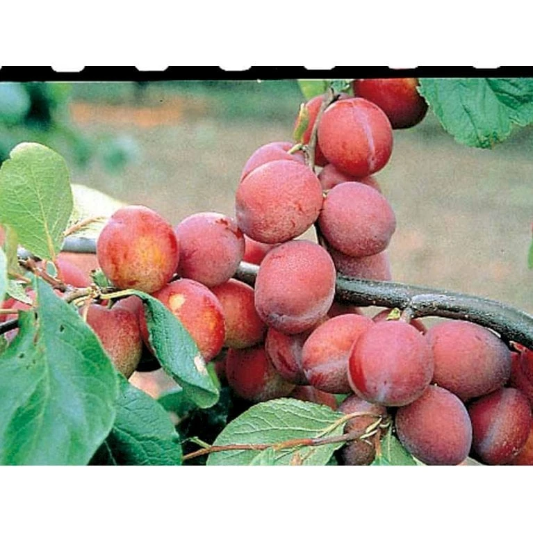 Blomme 'Jubileum' Prunus Domestica 'Jubileum' Dværgtræ, 3-5 Grene, 6,7 Liter Potte, 80-100 Cm. - Billede 3