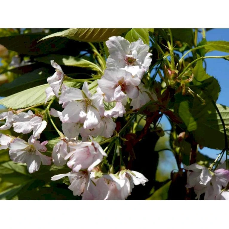 Japansk Søjlekirsebær Prunus Serulata 'Amanogawa' Potte 20 Liter,- 150-175 Cm. - Billede 6