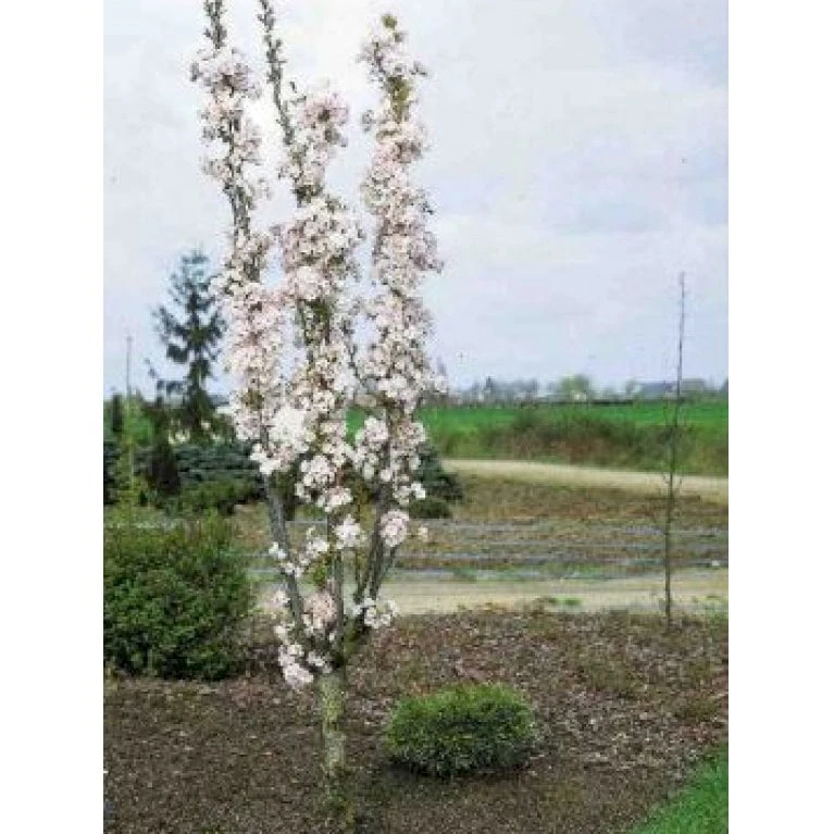 Japansk Søjlekirsebær Prunus Serulata 'Amanogawa' Potte 20 Liter,- 150-175 Cm. - Billede 7