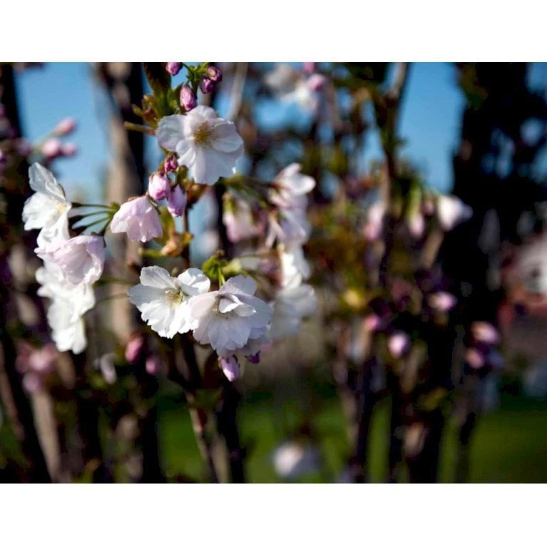 Japansk Søjlekirsebær Prunus Serulata 'Amanogawa' Potte 20 Liter,- 150-175 Cm. - Billede 3