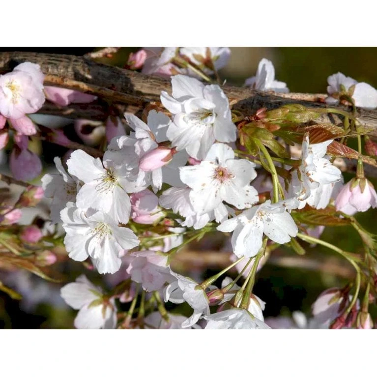 Japansk Søjlekirsebær Prunus Serulata 'Amanogawa' Potte 20 Liter,- 150-175 Cm. - Billede 5