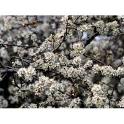 Slåen Prunus Spinosa Potte 7,5 Liter 125-150 Cm.