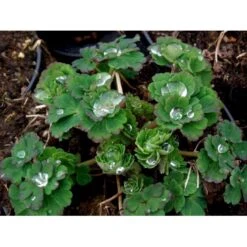 Akeleje Aquilegia Vulgaris 'Grandmothers Garden' 1 Liter Potte