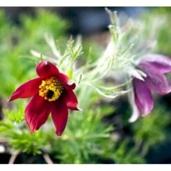Kobjælde Pulsatilla Vulgaris 'Røde Klokke' 10 Cm. Potte
