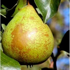 Pære 'Herrepære' Pyrus Communis 'Herrepære' Espalier 2 Etager,- Med Potte
