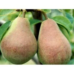 Pære 'Clapps Favorite' Pyrus Communis 'Clapps Favorite' 4-8 Grene. 120-160 Cm. Potte, (Kvæde A)