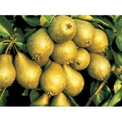 Pære 'Gråpære' Pyrus Communis 'Gråpære' Gennemgående Stamme, Med Kraftige Sidegrene, 30-35 Cm. Omkreds, Med Klump