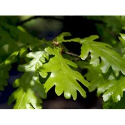 Ungarsk Eg Quercus Frainetto Heister 175-200 Cm. Med Potte