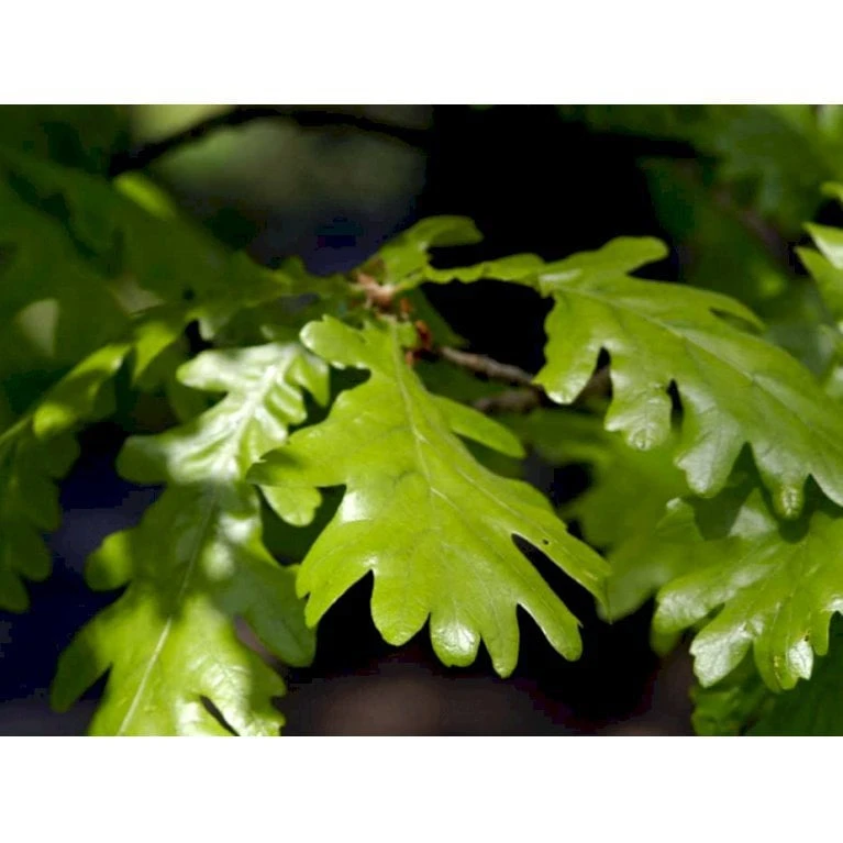 Ungarsk Eg Quercus Frainetto Heister 175-200 Cm. Med Potte