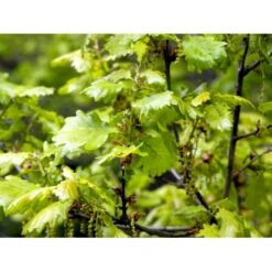 Vintereg Quercus Petraea Stammehøjde Ca. 180-200. + Krone,- Omkreds 14-16cm. Med Klump.