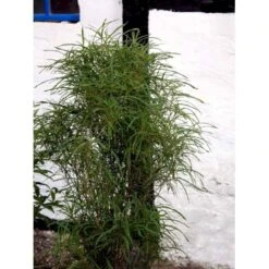 Smalbladet Tørstetræ Rhamnus Frangula 'Fine Line' Potte 4,6 60-80 Cm.