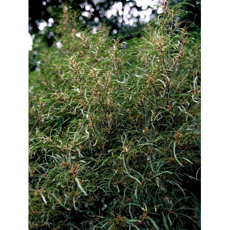 Fligbladet Tørstetræ Rhamnus Frangula 'Asplenifola' Opstammet 80 Cm. Med Potte - Billede 4