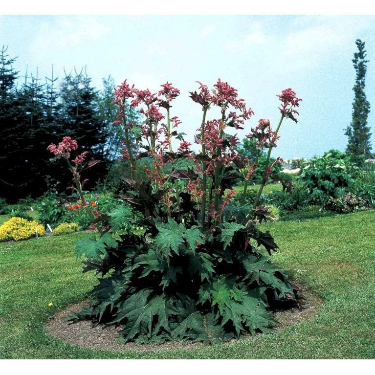 Prydrabarber Rheum Palmatum Var. Tanguticum 1 Liter Potte - Billede 5