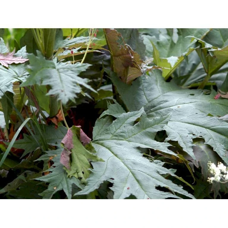 Prydrabarber Rheum Palmatum Var. Tanguticum 1 Liter Potte - Billede 4