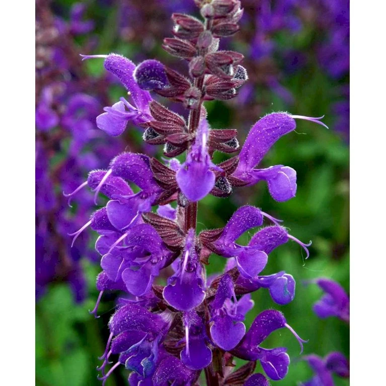 Staude-Salvie Salvia Nemorosa 'Mainacht' 1 Liter Potte - Billede 4