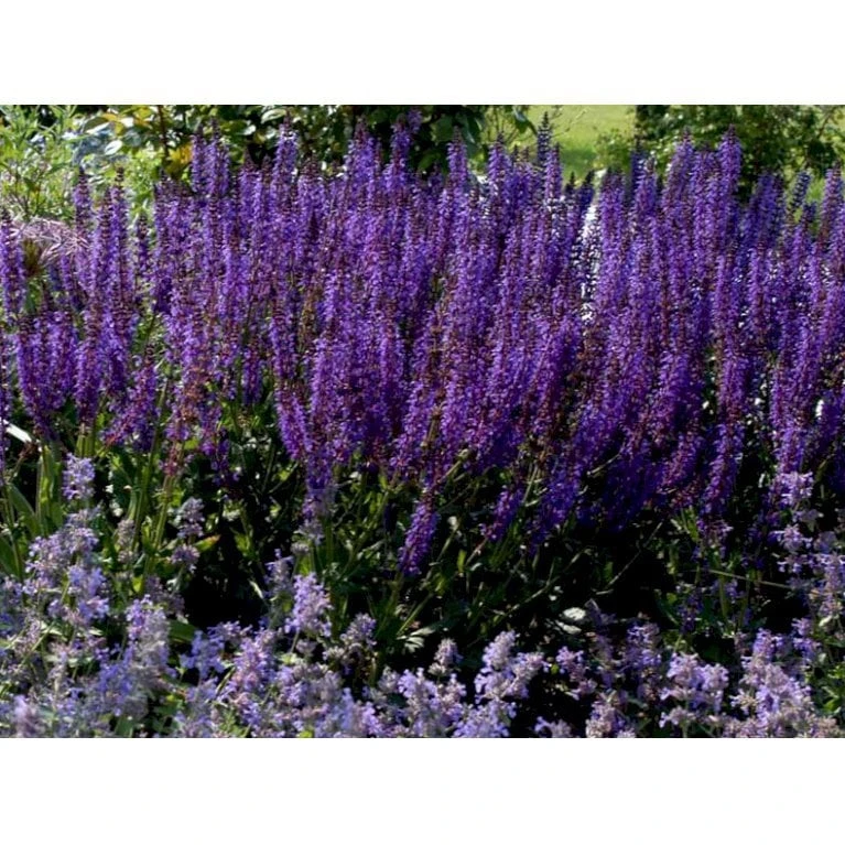 Staude-Salvie Salvia Nemorosa 'Mainacht' 1 Liter Potte - Billede 7