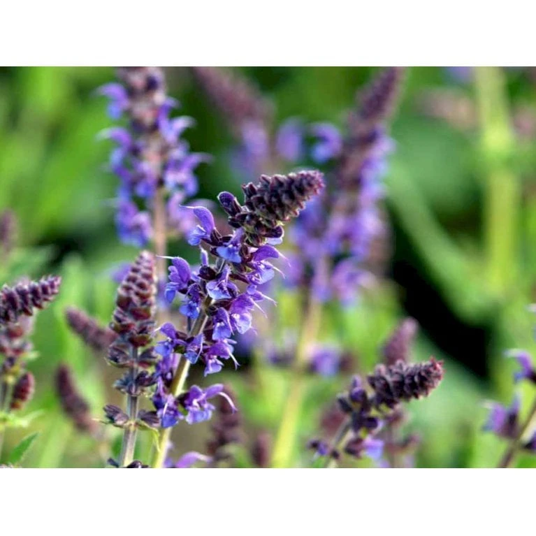 Staude-Salvie Salvia Nemorosa 'Mainacht' 1 Liter Potte - Billede 6